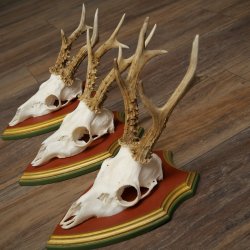 Rehgeweihe 3 Stück Rehböcke Reh Bock Geweihe auf ZIRBENHOLZ Trophäenschildern 22.1360