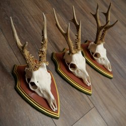 Rehgeweihe 3 Stück Rehböcke Reh Bock Geweihe auf ZIRBENHOLZ Trophäenschildern 22.1360