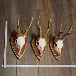 Rehgeweihe 3 Stück Rehböcke Reh Bock Geweihe auf ZIRBENHOLZ Trophäenschildern 22.1360