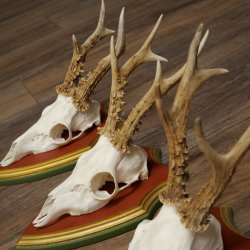 Rehgeweihe 3 Stück Rehböcke Reh Bock Geweihe auf ZIRBENHOLZ Trophäenschildern 22.1360