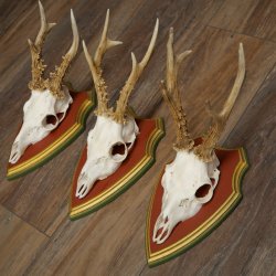 Rehgeweihe 3 Stück Rehböcke Reh Bock Geweihe auf ZIRBENHOLZ Trophäenschildern 22.1360