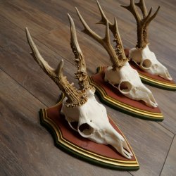 Rehgeweihe 3 Stück Rehböcke Reh Bock Geweihe auf ZIRBENHOLZ Trophäenschildern 22.1360