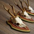 Rehgeweihe 3 Stück Rehböcke Reh Bock Geweihe auf ZIRBENHOLZ Trophäenschildern 22.1361