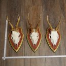 Rehgeweihe 3 Stück Rehböcke Reh Bock Geweihe...