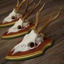 Rehgeweihe 3 Stück Rehböcke Reh Bock Geweihe auf ZIRBENHOLZ Trophäenschildern 22.1361