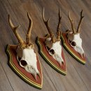 Rehgeweihe 3 Stück Rehböcke Reh Bock Geweihe auf ZIRBENHOLZ Trophäenschildern 22.1361