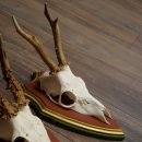 Rehgeweihe 3 Stück Rehböcke Reh Bock Geweihe auf ZIRBENHOLZ Trophäenschildern 22.1361