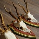 Rehgeweihe 3 Stück Rehböcke Reh Bock Geweihe auf ZIRBENHOLZ Trophäenschildern 22.1361
