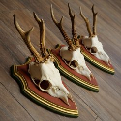 Rehgeweihe 3 Stück Rehböcke Reh Bock Geweihe auf ZIRBENHOLZ Trophäenschildern 22.1361