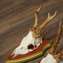 Rehgeweihe 3 Stück Rehböcke Reh Bock Geweihe auf ZIRBENHOLZ Trophäenschildern 22.1361