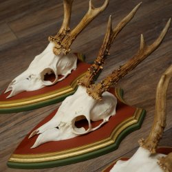 Rehgeweihe 3 Stück Rehböcke Reh Bock Geweihe auf ZIRBENHOLZ Trophäenschildern 22.1361