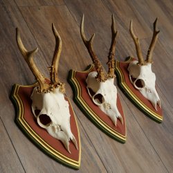 Rehgeweihe 3 Stück Rehböcke Reh Bock Geweihe auf ZIRBENHOLZ Trophäenschildern 22.1361