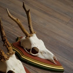 Rehgeweihe 3 Stück Rehböcke Reh Bock Geweihe auf ZIRBENHOLZ Trophäenschildern 22.1361