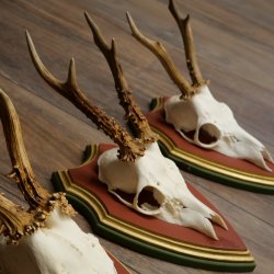 Rehgeweihe 3 Stück Rehböcke Reh Bock Geweihe auf ZIRBENHOLZ Trophäenschildern 22.1361