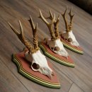 Rehgeweihe 3 Stück Rehböcke Reh Bock Geweihe...