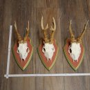 Rehgeweihe 3 Stück Rehböcke Reh Bock Geweihe...