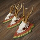 Rehgeweihe 3 Stück Rehböcke Reh Bock Geweihe auf ZIRBENHOLZ Trophäenschildern 22.1362