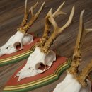 Rehgeweihe 3 Stück Rehböcke Reh Bock Geweihe auf ZIRBENHOLZ Trophäenschildern 22.1362