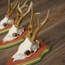 Rehgeweihe 3 Stück Rehböcke Reh Bock Geweihe auf ZIRBENHOLZ Trophäenschildern 22.1362