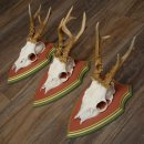 Rehgeweihe 3 Stück Rehböcke Reh Bock Geweihe auf ZIRBENHOLZ Trophäenschildern 22.1362