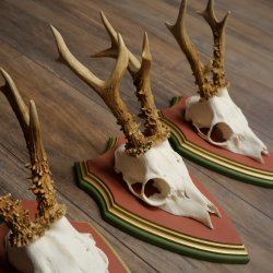 Rehgeweihe 3 Stück Rehböcke Reh Bock Geweihe auf ZIRBENHOLZ Trophäenschildern 22.1362