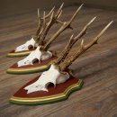 Rehgeweihe 3 Stück Rehböcke Reh Bock Geweihe...