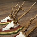 Rehgeweihe 3 Stück Rehböcke Reh Bock Geweihe auf ZIRBENHOLZ Trophäenschildern 22.1363