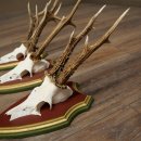 Rehgeweihe 3 Stück Rehböcke Reh Bock Geweihe auf ZIRBENHOLZ Trophäenschildern 22.1363