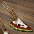 Rehgeweihe 3 Stück Rehböcke Reh Bock Geweihe auf ZIRBENHOLZ Trophäenschildern 22.1363