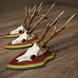 Rehgeweihe 3 Stück Rehböcke Reh Bock Geweihe auf ZIRBENHOLZ Trophäenschildern 22.1363