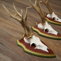 Rehgeweihe 3 Stück Rehböcke Reh Bock Geweihe auf ZIRBENHOLZ Trophäenschildern 22.1363