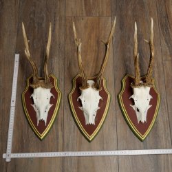 Rehgeweihe 3 Stück Rehböcke Reh Bock Geweihe auf ZIRBENHOLZ Trophäenschildern 22.1363