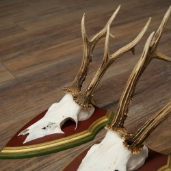 Rehgeweihe 3 Stück Rehböcke Reh Bock Geweihe auf ZIRBENHOLZ Trophäenschildern 22.1363