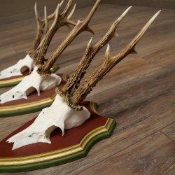 Rehgeweihe 3 Stück Rehböcke Reh Bock Geweihe auf ZIRBENHOLZ Trophäenschildern 22.1363