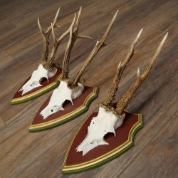 Rehgeweihe 3 Stück Rehböcke Reh Bock Geweihe auf ZIRBENHOLZ Trophäenschildern 22.1363