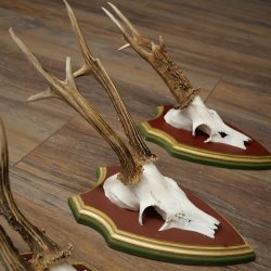Rehgeweihe 3 Stück Rehböcke Reh Bock Geweihe auf ZIRBENHOLZ Trophäenschildern 22.1363
