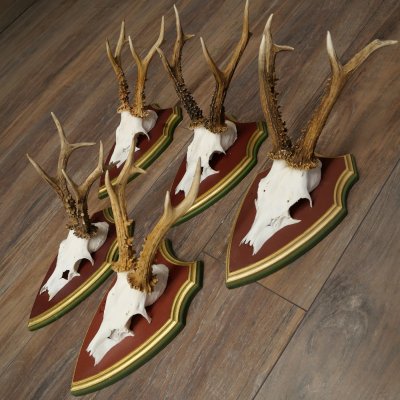 Rehgeweihe 5 Stück Rehböcke Reh Bock Geweihe auf ZIRBENHOLZ Trophäenschildern 22.1364
