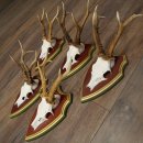 Rehgeweihe 5 Stück Rehböcke Reh Bock Geweihe...