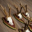 Rehgeweihe 5 Stück Rehböcke Reh Bock Geweihe auf ZIRBENHOLZ Trophäenschildern 22.1364