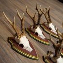 Rehgeweihe 5 Stück Rehböcke Reh Bock Geweihe auf ZIRBENHOLZ Trophäenschildern 22.1364