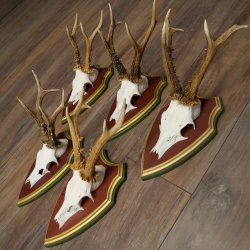 Rehgeweihe 5 Stück Rehböcke Reh Bock Geweihe auf ZIRBENHOLZ Trophäenschildern 22.1364