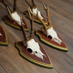 Rehgeweihe 5 Stück Rehböcke Reh Bock Geweihe auf ZIRBENHOLZ Trophäenschildern 22.1364