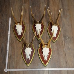 Rehgeweihe 5 Stück Rehböcke Reh Bock Geweihe auf ZIRBENHOLZ Trophäenschildern 22.1364