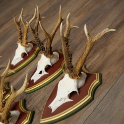 Rehgeweihe 5 Stück Rehböcke Reh Bock Geweihe auf ZIRBENHOLZ Trophäenschildern 22.1364