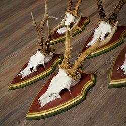 Rehgeweihe 5 Stück Rehböcke Reh Bock Geweihe auf ZIRBENHOLZ Trophäenschildern 22.1364