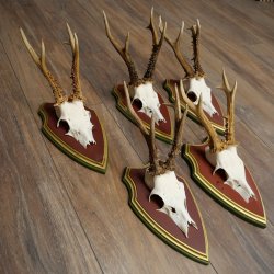 Rehgeweihe 5 Stück Rehböcke Reh Bock Geweihe auf ZIRBENHOLZ Trophäenschildern 22.1364