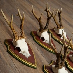 Rehgeweihe 5 Stück Rehböcke Reh Bock Geweihe auf ZIRBENHOLZ Trophäenschildern 22.1364