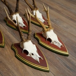 Rehgeweihe 5 Stück Rehböcke Reh Bock Geweihe auf ZIRBENHOLZ Trophäenschildern 22.1364