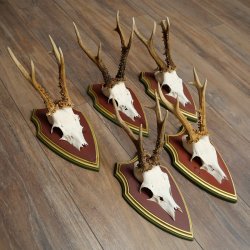 Rehgeweihe 5 Stück Rehböcke Reh Bock Geweihe auf ZIRBENHOLZ Trophäenschildern 22.1364