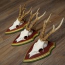 Rehgeweihe 3 Stück starke Rehböcke Reh Bock...